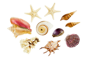 Arrangement of various seashells, isolated on white background.