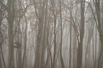 Fototapeta na wymiar Gloomy fog in a bare forest