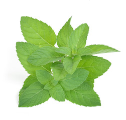 mint leaves isolated on white background © supia