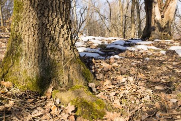 Nature under the snow with sun and shadows in winter. Slovakia