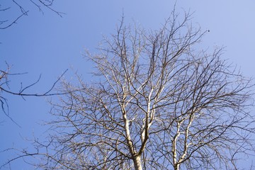 Sun light shining through trees and bushes in freezing air during winter. Slovakia