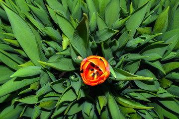 To grow tulips in the greenhouse, agricultural enterprise, field, small business, 8 March, winter, February, March, spring,