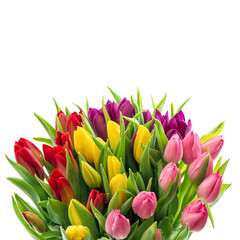 Spring flowers Tulips on white background