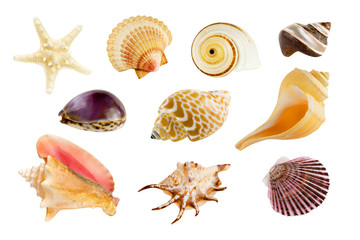 Collection of ten different seashells, isolated on pure white background. - obrazy, fototapety, plakaty