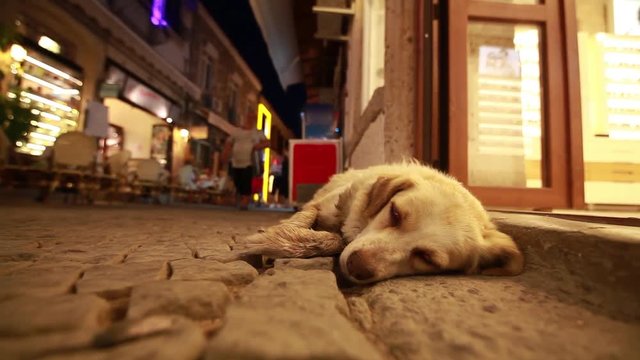 sad dog by a shop on a stone road