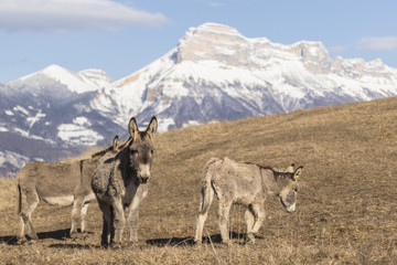 Anes dans le massif de Belledonne.