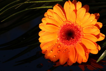 Orangefarbene Gerbera-Blüte mit Wassertropfen