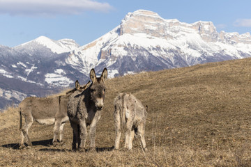 Fototapeta premium Anes dans le massif de Belledonne.