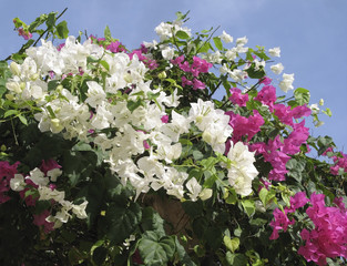 The blossoming branch of pink-white oleander on the blue sky background. 
