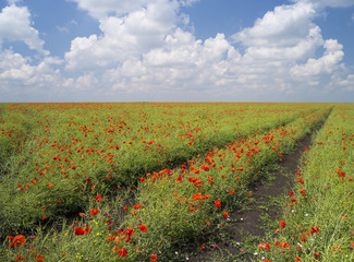 trails of tractor in field of poppies under clouds in blue sky