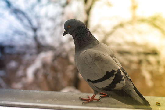 pigeon on window