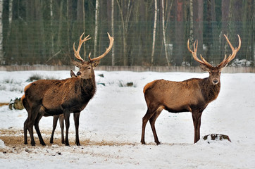 Naklejka na ściany i meble deers in fields winter in Reserve Forest