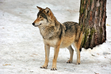 wild gray wolf in winter forest