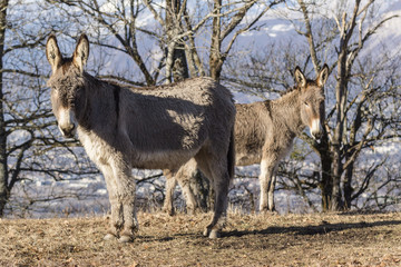 Anes dans le massif de Belledonne.