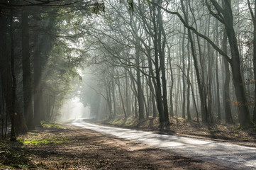 Road through Winter Forest Ermelo, Ermelo, Holland, NLD
