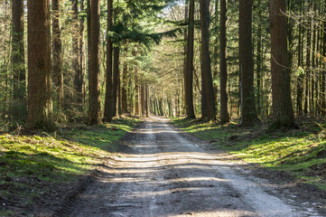 Fototapeta premium Road in Winter forest in Ermelo, Gelderland, Holland, NLD
