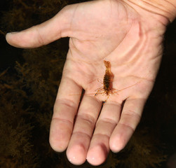 Obraz premium Rockpool shrimp (Palaemon elegans) in shallow coastal sea waters