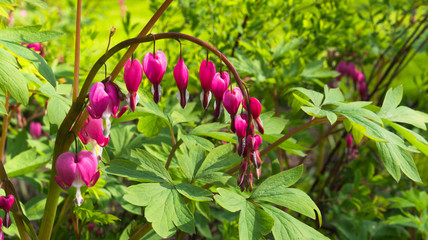 Fuchsia at Dutch public Spring flower Garden Keukenhof Lisse, Zuid Holland, NLD