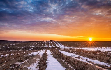 Fotobehang Raising Sun over Crops Field in Winter © Eddie Cloud