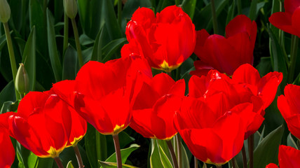Fototapeta premium Tulips in Dutch public Spring flower Garden Keukenhof Lisse, Zuid Holland, NLD