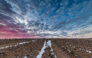 Fototapeta premium Vibrant Sunrise Clouds over Harvested Field in Winter