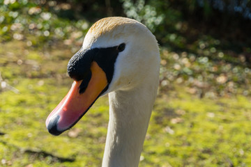 Schwan in Nahaufnahme 