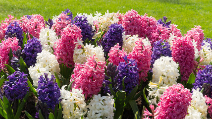 Hyacinthus in Dutch public Spring flower Garden Keukenhof Lisse, Zuid Holland, NLD