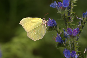 Zitronenfalter an Blume