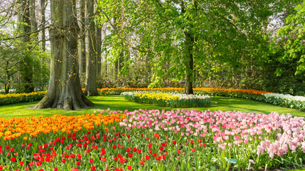 Obraz premium Tulips in Dutch public Spring flower Garden Keukenhof Lisse, Zuid Holland, NLD