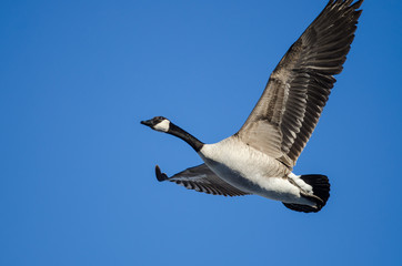 Canada Goose Flying in a Blue Sky