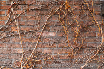 Wall of old brick building, overgrown with vines and ivy