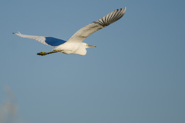 Snowy Egret Flying in Blue Sky