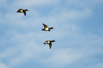 Three Ring-Necked Ducks Flying in a Blue Sky