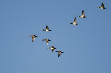 Flock of Ring-Necked Ducks Flying in a Blue Sky