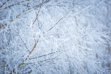 Winter abstract macro of rime on plants