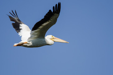 American White Pelican Flying in a Blue Sky