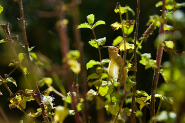 brown grasshopper on green tree in daylight