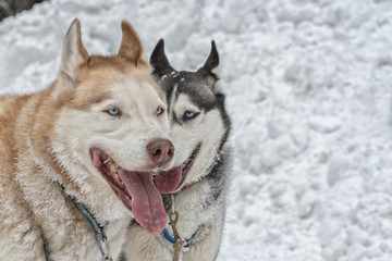 Portrait of two husky dogs on snow