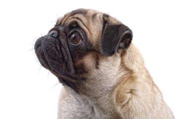 Portrait of mops dog on a white background