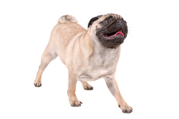 Portrait of sitting mops dog on a white background