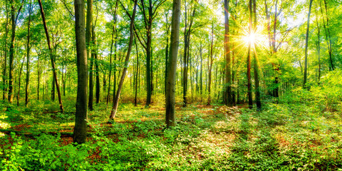 Wald im Sommer bei strahlendem Sonnenschein