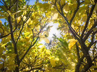 Sunlight in a beautiful magnolia tree in autumn