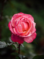 Pink Rose