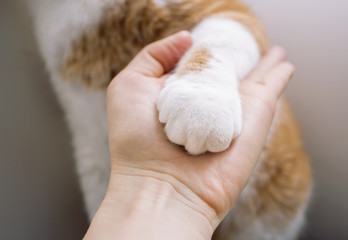 Cat gives paw. Paw Cat in human hand. Friendship of cat and human