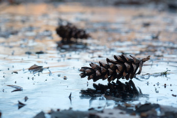 pine cones on frozen lake