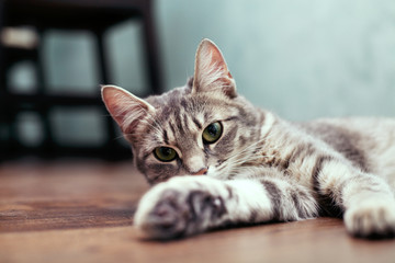 Jeune chat gris assis sur le sol. Le concept d& 39 animaux de compagnie.