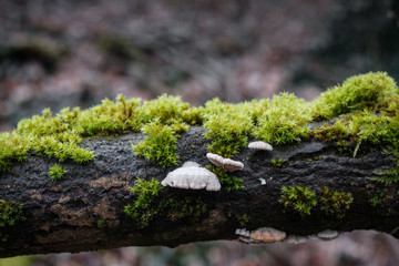 moss on tree branch