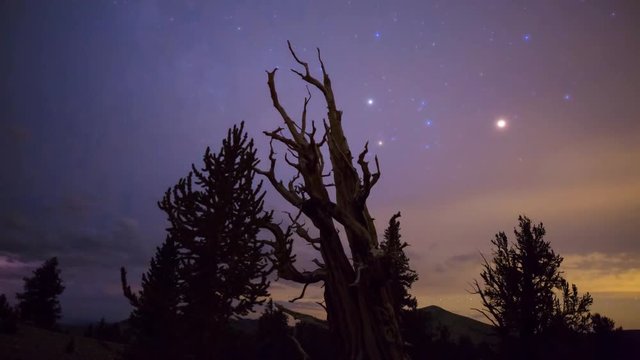 MoCo Astro Timelapse of Milky Way &amp; "Claw" Bristlecone Pine Tree 