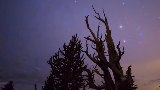 MoCo Astro Timelapse of Milky Way &amp; "Claw" Bristlecone Pine Tree -Long Shot-
