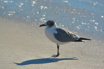 Bird enjoying Indian Rocks Beach in Florida, USA.